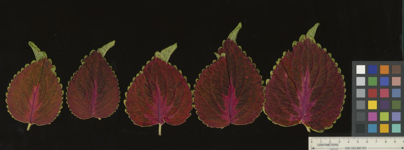 LEAF